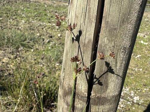 Juncus articulatus
