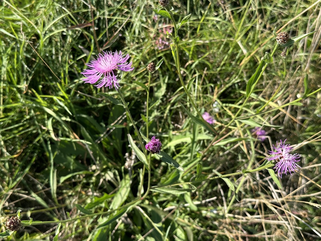 Centaurea jacea; photograph (c) Jason Grant, some rights reserved (CC BY)