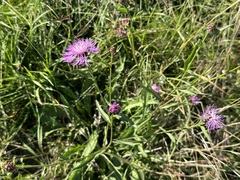 Centaurea jacea