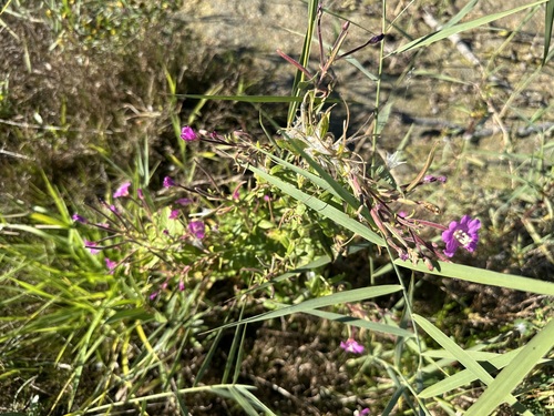 Great Willowherb
