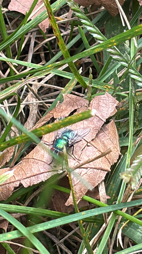 Common European Greenbottle Fly