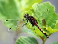 Large White-faced Darter - Photo (c) marcel-silvius, some rights reserved (CC BY-NC)