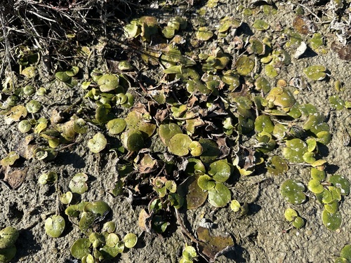 European Frog-bit