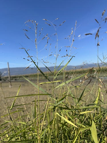 rice cutgrass