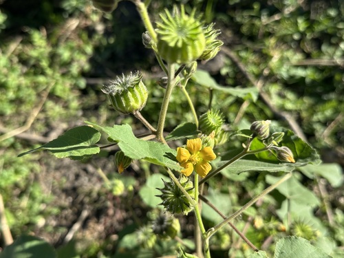 velvetleaf