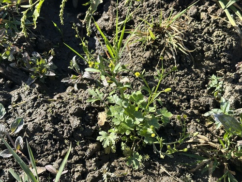cursed crowfoot