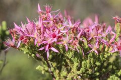 Calytrix exstipulata