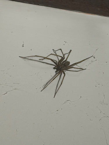 Giant House Spider
