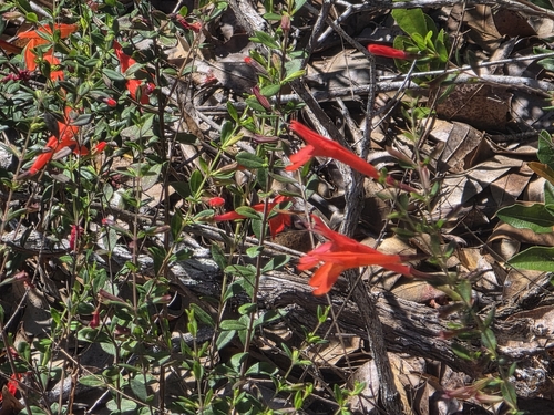 Clinopodium coccineum