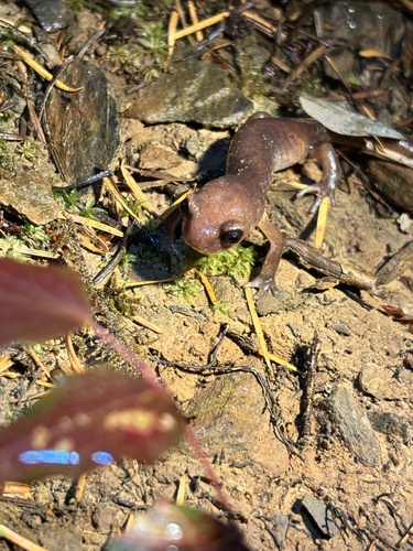 Oregon Ensatina