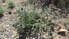 Ancathia igniaria