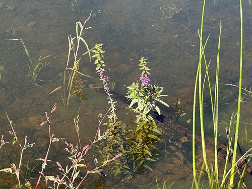 purple loosestrife