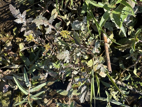 Bog Yellowcress