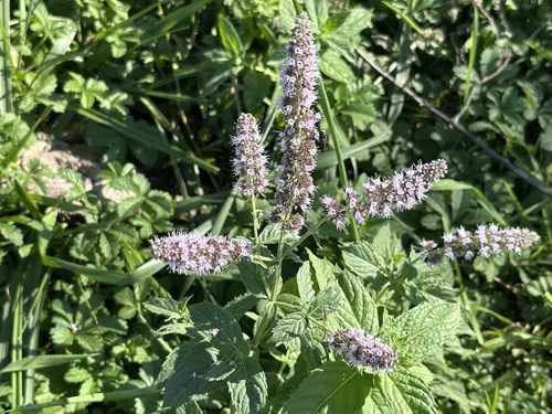 Horse Mint