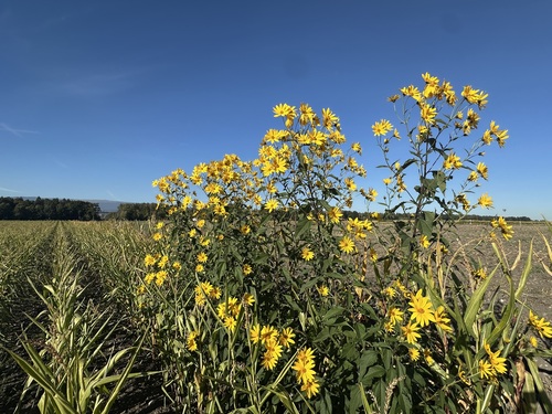 Jerusalem artichoke