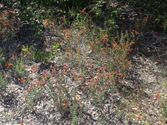 author not stated, no rights reserved Clinopodium coccineum, photograph author not stated, no rights reserved