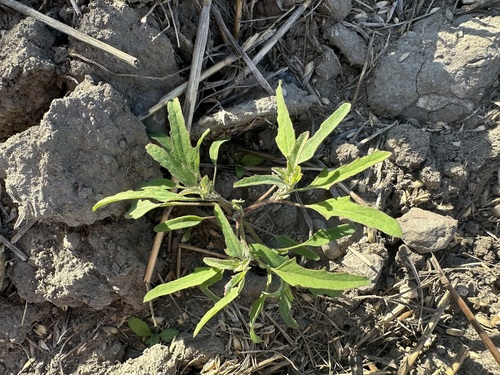 Fig-leaved Goosefoot