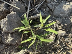 Chenopodium ficifolium