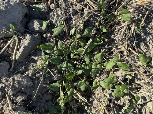 Black-bindweed