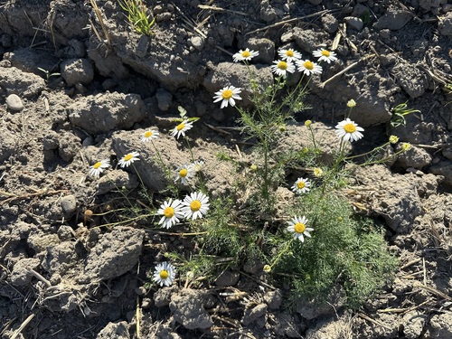 scentless mayweed