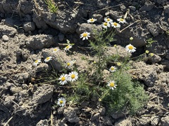 Tripleurospermum inodorum, photograph (c) Jason Grant, some rights reserved (CC BY)