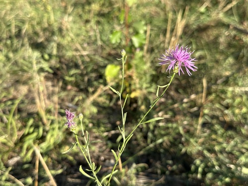 spotted knapweed