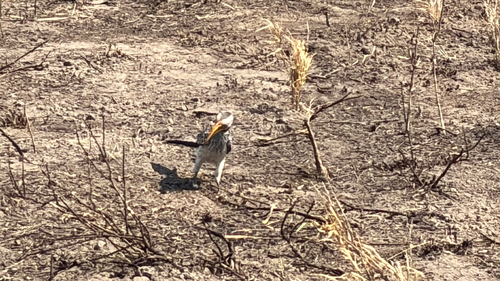 Southern Yellow-billed Hornbill
