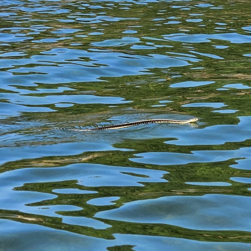 Common Garter Snake