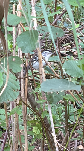 Black-and-white Warbler
