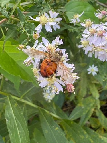 Hystricia abrupta