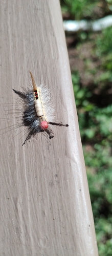 White-marked Tussock Moth