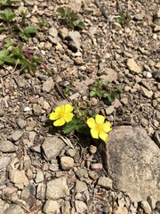 Potentilla matsumurae