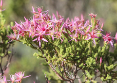 Calytrix exstipulata