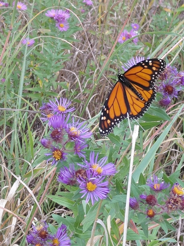 Monarch