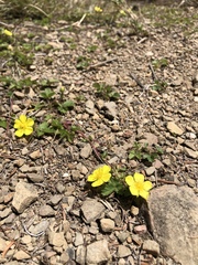 Potentilla matsumurae