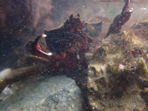 Northern Kelp Crab