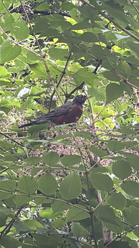 American Robin