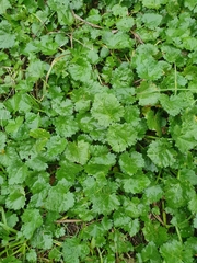 Hydrocotyle sibthorpioides