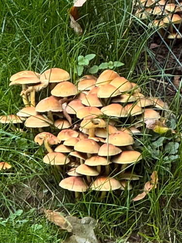 Sulphur Tuft