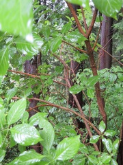 Euonymus hamiltonianus sieboldianus