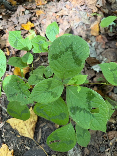 Persicaria filiformis