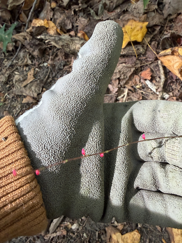 Persicaria filiformis, photograph 2