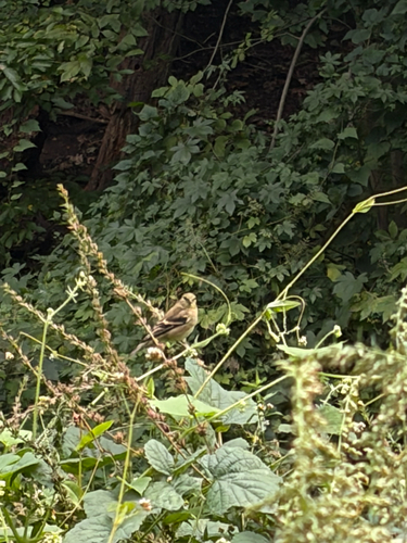 American Goldfinch