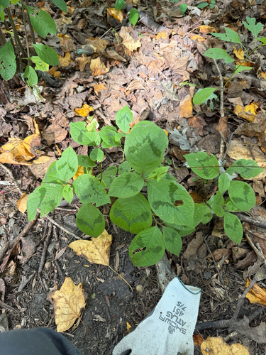 Persicaria filiformis, photograph 3