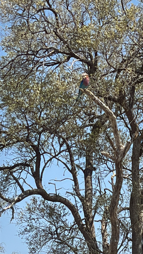Lilac-breasted Roller
