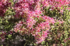 Calytrix exstipulata