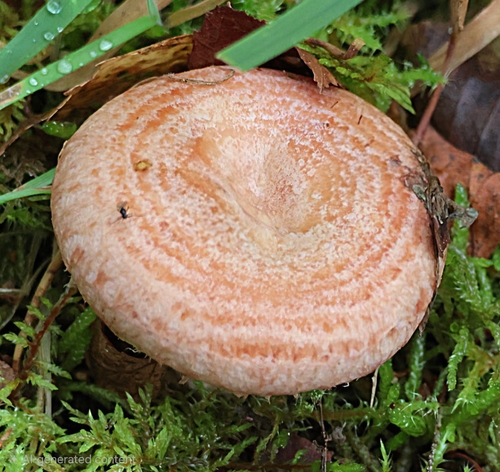 Woolly Milkcap