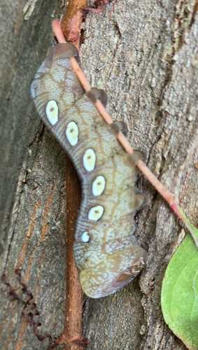 Pandorus Sphinx