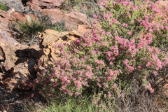 Calytrix exstipulata