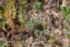 Trifolium macraei